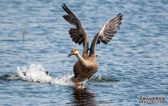 简单说明商标注册费用标准,商标注册申请的流程