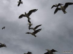 商标注册应以公司名义还是个人名义？