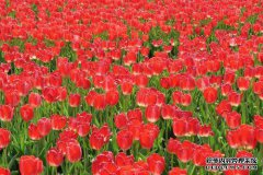 花卉商标转让需要注意什么事项？