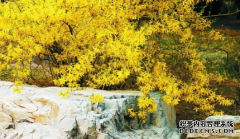 连翘茶的商标在哪买