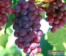 葡萄商标属于几类商标?