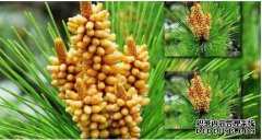 松花粉注册商标归哪类？