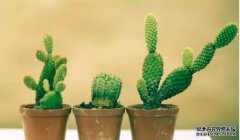 品牌商标注册条件的法律规定有哪些是需要了解的？