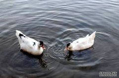 商标许可转让需要采取哪些措施？